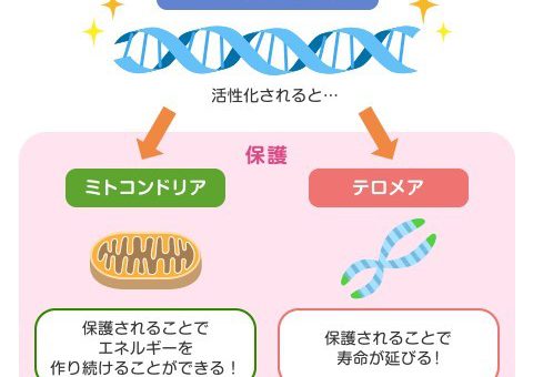 ミトコンドリアが凄い!